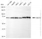 KD-Validated Anti-ABCF2 Mouse Monoclonal Antibody