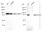 KD-Validated Anti-ABCF2 Mouse Monoclonal Antibody