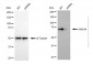 KD-Validated Anti-HADHA Mouse Monoclonal Antibody
