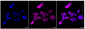 KD-Validated Anti-IRAK3 Rabbit Monoclonal Antibody