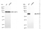 KD-Validated Anti-IRAK3 Rabbit Monoclonal Antibody