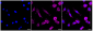 KD-Validated Anti-G protein subunit alpha q Rabbit Monoclonal Antibody