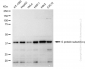 KD-Validated Anti-G protein subunit alpha q Rabbit Monoclonal Antibody