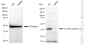 KD-Validated Anti-G protein subunit alpha q Rabbit Monoclonal Antibody