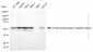 KD-Validated Anti-PPP5C mouse monoclonal antibody