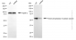 KD-Validated Anti-PPP5C mouse monoclonal antibody