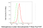 KD-Validated Anti-HNRNPF Mouse monoclonal antibody