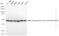 KD-Validated Anti-HNRNPF Mouse monoclonal antibody