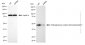 KD-Validated Anti-HNRNPF Mouse monoclonal antibody