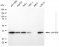 KD-Validated Anti-GRHPR mouse monoclonal antibody