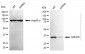 KD-Validated Anti-GRHPR mouse monoclonal antibody