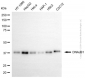 KD-Validated Anti-DNAJB1 mouse monoclonal antibody