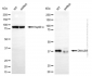 KD-Validated Anti-DNAJB1 mouse monoclonal antibody