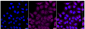 KD-Validated Anti-GRK2 Rabbit Monoclonal Antibody