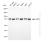 KD-Validated Anti-GRK2 Rabbit Monoclonal Antibody