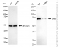 KD-Validated Anti-GRK2 Rabbit Monoclonal Antibody