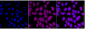 KD-Validated Anti-LTBR mouse monoclonal antibody