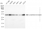 KD-Validated Anti-LTBR mouse monoclonal antibody