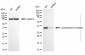 KD-Validated Anti-LTBR mouse monoclonal antibody