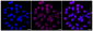 KD-Validated Anti-Glucose-6-phosphate dehydrogenase Rabbit Monoclonal Antibody