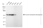 KD-Validated Anti-Glucose-6-phosphate dehydrogenase Rabbit Monoclonal Antibody