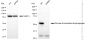 KD-Validated Anti-Glucose-6-phosphate dehydrogenase Rabbit Monoclonal Antibody