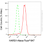 KD-Validated Anti-HARS1 Mouse Monoclonal Antibody