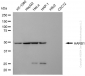 KD-Validated Anti-HARS1 Mouse Monoclonal Antibody