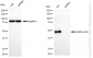 KD-Validated Anti-HARS1 Mouse Monoclonal Antibody