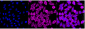 KD-Validated Anti-BID Mouse Monoclonal Antibody