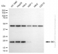 KD-Validated Anti-BID Mouse Monoclonal Antibody