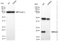 KD-Validated Anti-BID Mouse Monoclonal Antibody