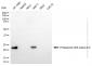 KD-Validated Anti-PSMB8 Mouse Monoclonal Antibody
