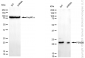 KD-Validated Anti-PSMB8 Mouse Monoclonal Antibody