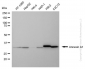 KD-Validated Anti-Annexin A1 Mouse Monoclonal Antibody