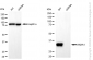 KD-Validated Anti-Annexin A1 Mouse Monoclonal Antibody