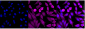 KD-Validated Anti-Annexin A1 Rabbit Monoclonal Antibody