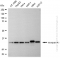 KD-Validated Anti-Annexin A1 Rabbit Monoclonal Antibody