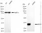 KD-Validated Anti-Annexin A1 Rabbit Monoclonal Antibody
