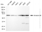 KD-Validated Anti-Annexin A6 Rabbit Monoclonal Antibody