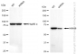 KD-Validated Anti-Annexin A6 Rabbit Monoclonal Antibody