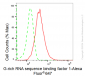 KD-Validated Anti-G-rich RNA sequence binding factor 1 Rabbit Monoclonal Antibody