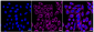 KD-Validated Anti-G-rich RNA sequence binding factor 1 Rabbit Monoclonal Antibody