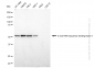 KD-Validated Anti-G-rich RNA sequence binding factor 1 Rabbit Monoclonal Antibody