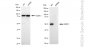 KD-Validated Anti-G-rich RNA sequence binding factor 1 Rabbit Monoclonal Antibody