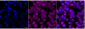 KD-Validated Anti-AXL Rabbit Monoclonal Antibody