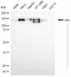 KD-Validated Anti-AXL Rabbit Monoclonal Antibody