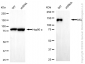 KD-Validated Anti-AXL Rabbit Monoclonal Antibody