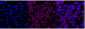 KD-Validated Anti-BTF3 Rabbit Monoclonal Antibody