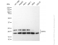 KD-Validated Anti-BTF3 Rabbit Monoclonal Antibody